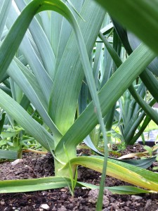 Leeks are looking lovely on the allotment in September