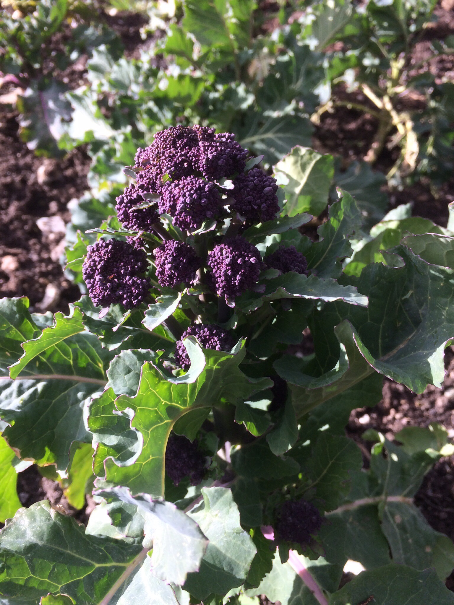 March 2016 trip to the allotment